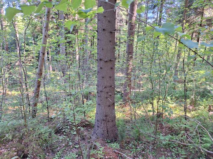 Tontti, 12,51 ha, Simpele - Näkymä 2