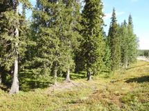 Sodankylä, Luosto
