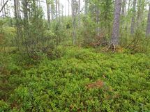 Kuhmo, Iivantiira, Moisiovaarantie 
