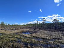 Hiekkakuopan ja rannan välissä on kaunis jänkä- ja suoalue, jossa mm. vesilintuja