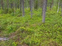 Sodankylä, Luosto Orresokka