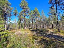 Kuiva hiekkakangasmetsä