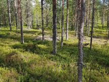 Kemijärvi, Pyhätunturi