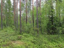 Saarijärvi, Kiesimenjärvi