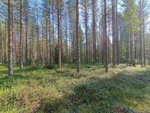 Ilomantsi, Kontiolampi