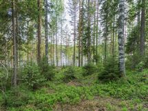 Varkaus, Miehalanjärvi, Sopalanniemenpolku