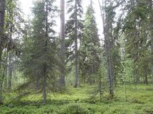 Pello, Miekojärvi, Karhumaan ranta-asemakaava