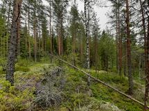 Pieksämäki, Valkeinen-Huhtilampi