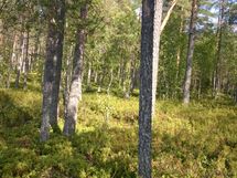Kuhmo, Iso-Rommakkojärvi, Jauranniementie