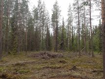 Savukoski, Pykäläinen-Kuttusoja, Kemijoki, Petolinnuntie