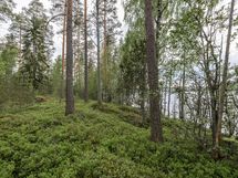 Kuva 7 tontin keskeltä kohti länsirajaa