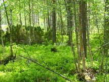 Sodankylä, Luosto Orresokka