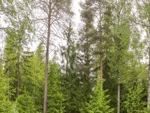 Taloyhtiö rajautuu rauhalliseen puistoalueeseen.