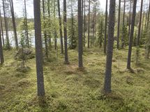 Kuhmo, Iivantiira, Moisiovaarantie 