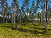 Skogen ner mot stranden / Lähimetsä