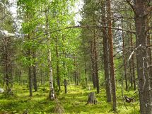 Sodankylä, Luosto Orresokka