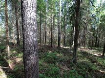 Ylöjärvi, Kuru, Iso-Mustajärvi pohjoinen
