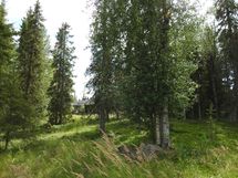 Sodankylä, Luosto