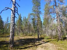 Sodankylä, Saariselkä, Kakslauttanen Kopararova