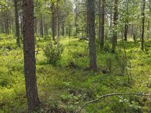 Sodankylä, Luosto Orresokka