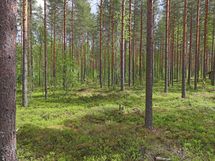 Saarijärvi, Kiesimenjärvi