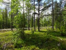 Sodankylä, Luosto Orresokka