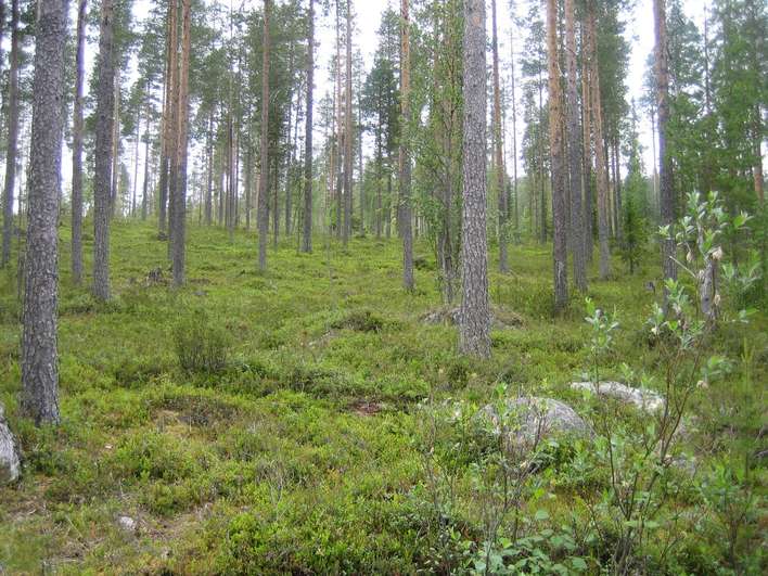 Kohdekuva