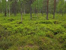 Sodankylä, Luosto Orresokka