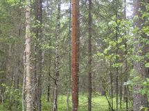 Pello, Miekojärvi, Karhumaan ranta-asemakaava