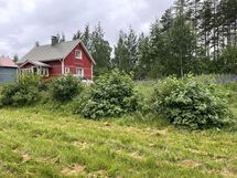 Pihaa ja talo