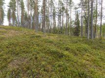 Rovaniemi-Venejärvi