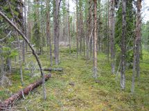 Savukoski, Pykäläinen-Kuttusoja, Kemijoki, Petolinnuntie