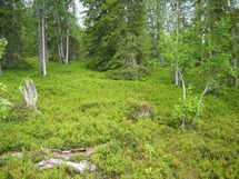 Sodankylä, Luosto