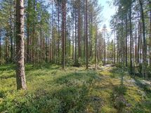 Ilomantsi, Kontiolampi