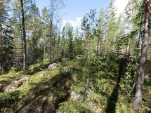 Viitasaari, Muuruejärvi