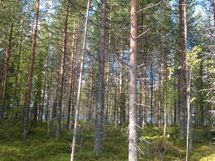 Kuhmo, Iivantiira, Petäjälahti-Kortelahti