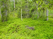 Sodankylä, Luosto