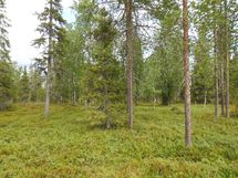 Sodankylä, Luosto