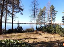 Näkymä takapihalta