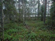 Näkymää tontin keskiosilta järvelle. Puustoa käsittelemällä tontin maisemaa voi muuttaa mieleiseksi.