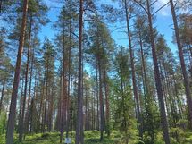 Kannus, Lehtoranta Niemeläntie