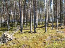 Näkymä tontin takalaidalta