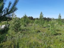Mikkeli, Kankaanpää