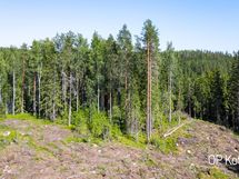 Yleiskuvaa tontista