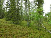 Sodankylä, Luosto
