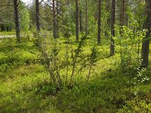 Sodankylä, Luosto Orresokka