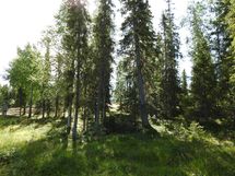 Sodankylä, Luosto