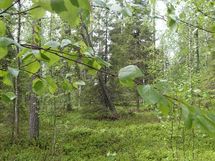 Pello, Miekojärvi, Karhumaan ranta-asemakaava