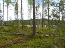 Jämsä, Iso-Liesi, Kuorevesi