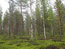 Pello, Miekojärvi, Karhumaan ranta-asemakaava